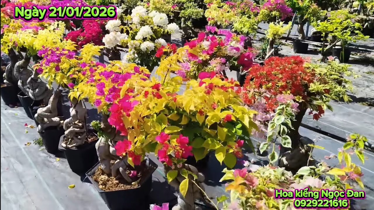 21/1/ 2026. Combo giống mới giá rẻ, Golden buttercup, Golden Damia, CT moonlight, hồng gân lá vàng.
