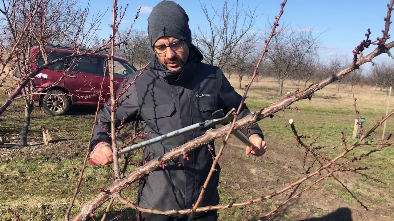 5  éves kajszi metszése KOMPAKT VÁZA