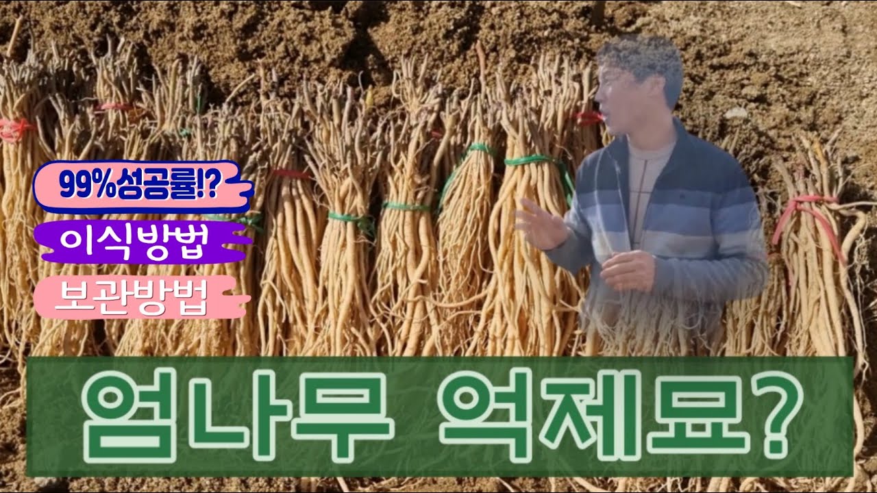 엄나무 억제묘 이식 성공률 99% 노하우 공개!