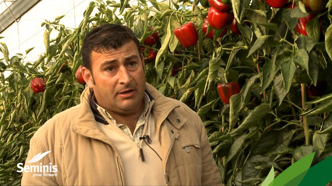 Seminis. Pimiento Velero. Testimonio: JUAN ESCOBOSA BERJA