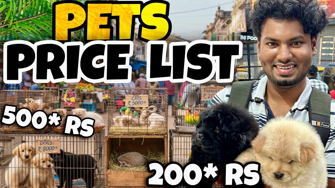 Chennai Pet Market: PRICE LIST VIDEO! 😱 ₹100-ல இருந்து Pets Available!