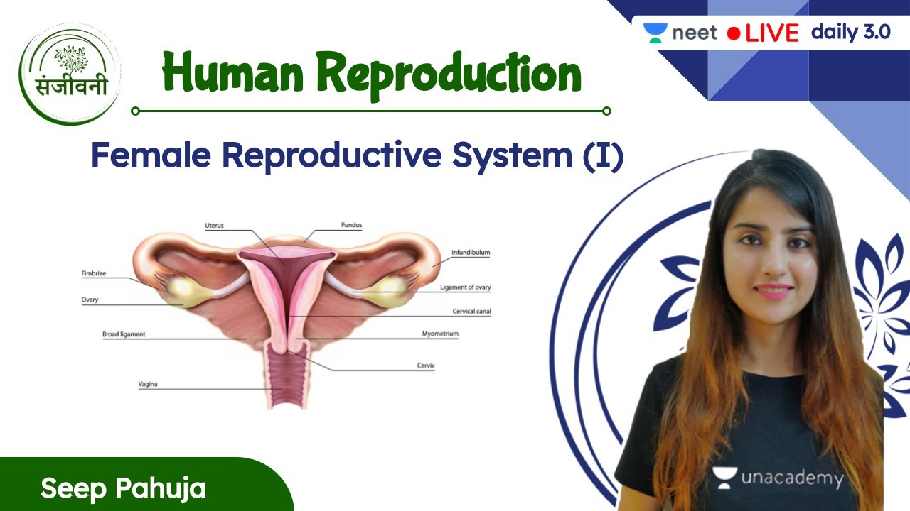 Female Reproductive System - 1 | Human Reproduction | L3 | NEET 2022/23 | Seep Pahuja