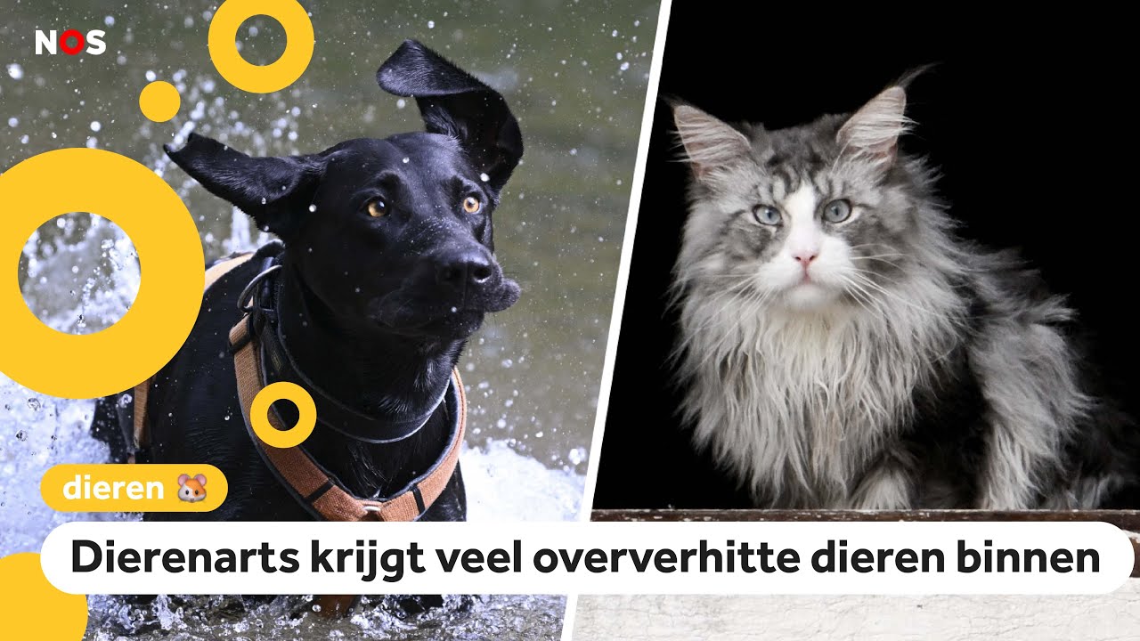 Hoe houd je je huisdier koel in de hitte?