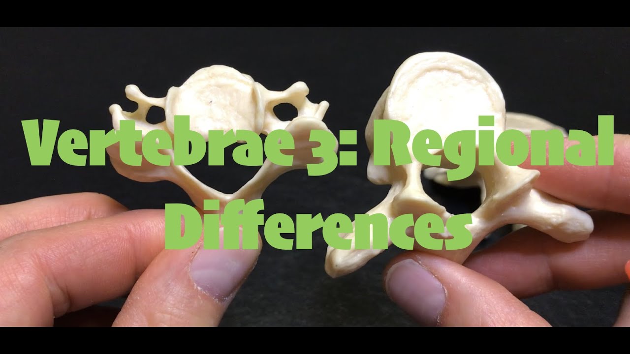 Vertebrae 3 Regional Differences