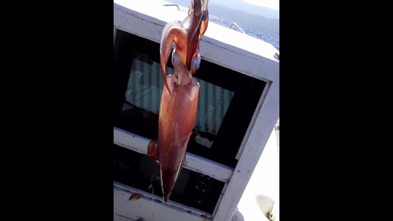 Squids through the eyes of FURUNO...