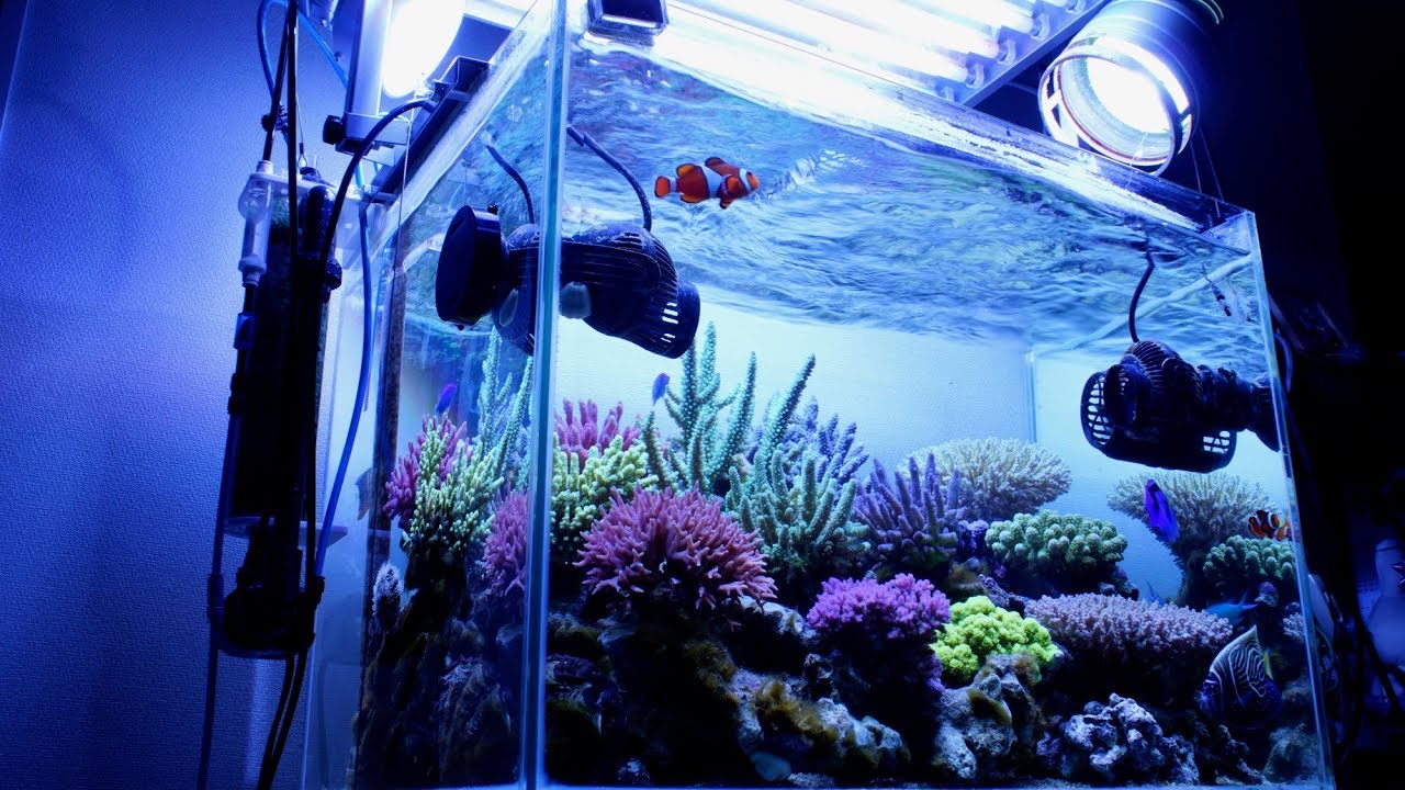 ZEOvit reef tank  -ver.2