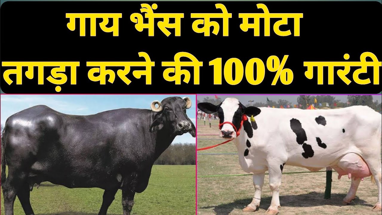 गाय भैंस को मोटा तगड़ा करने के 2 देसी फार्मूले । गाय को मोटा कैसे करें । भैंस को मोटा कैसे करें