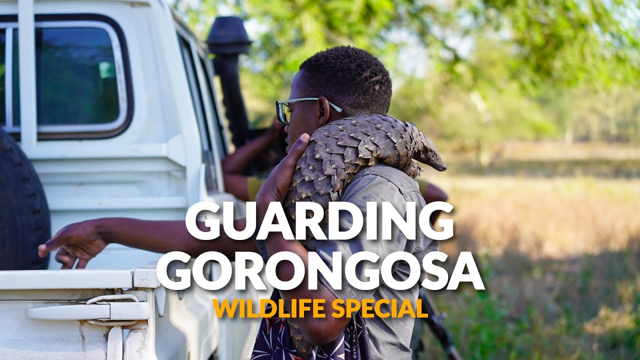 Guarding Gorongosa | Wildlife Documentary