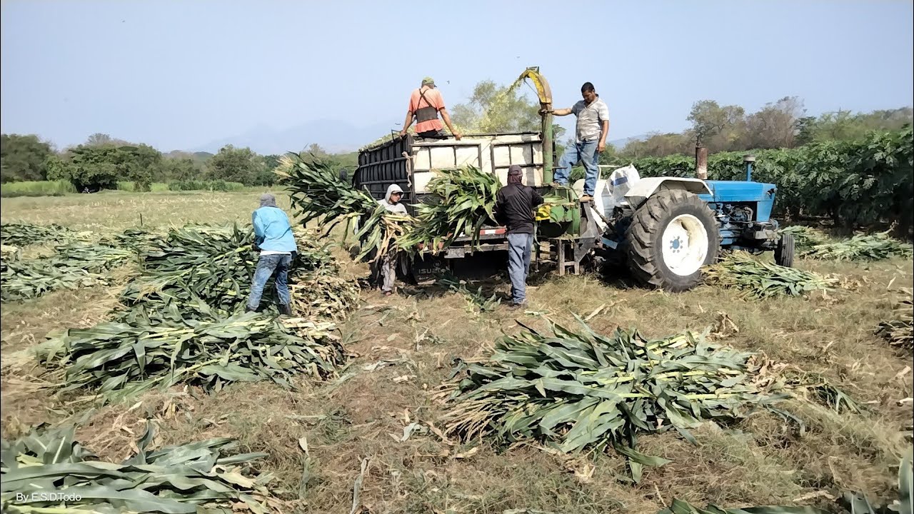 El viejo tractor Ford 5000 demostrando su garra.
