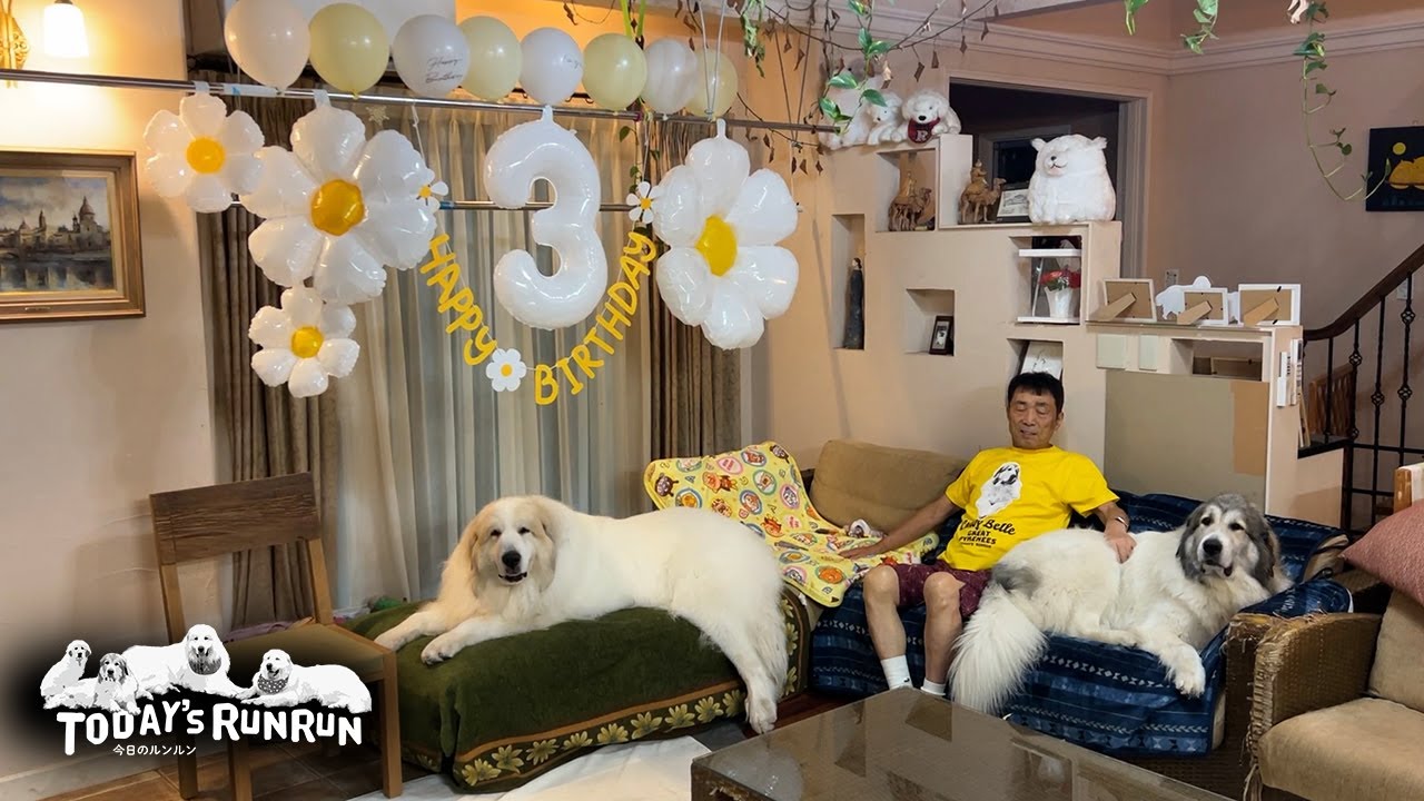 Happy Birthday！3歳になったベルです！　Great Pyrenees　グレートピレニーズ