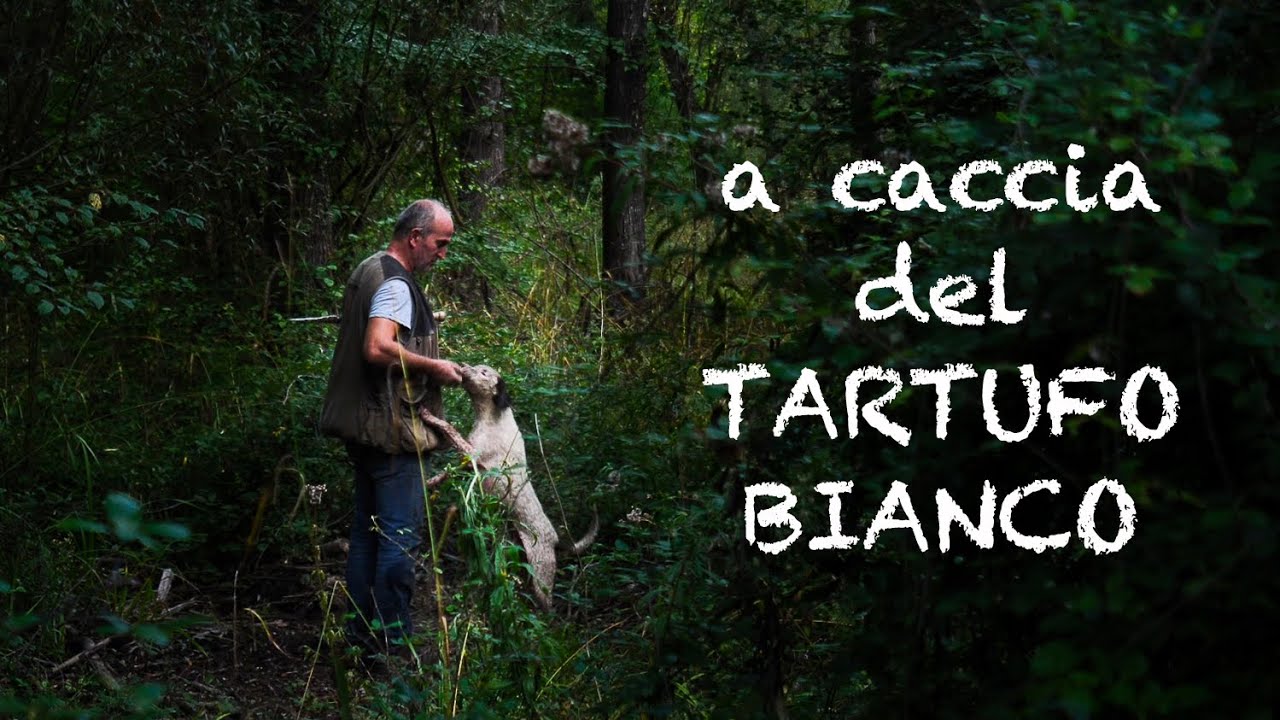 CACCIA AL TARTUFO BIANCO