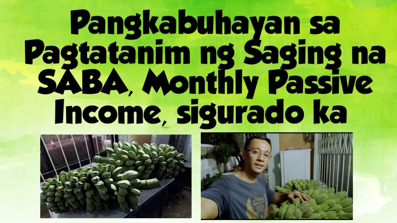 Passive Income from Saba Banana Farming. Php5,000 up to Php20,000 per month sales