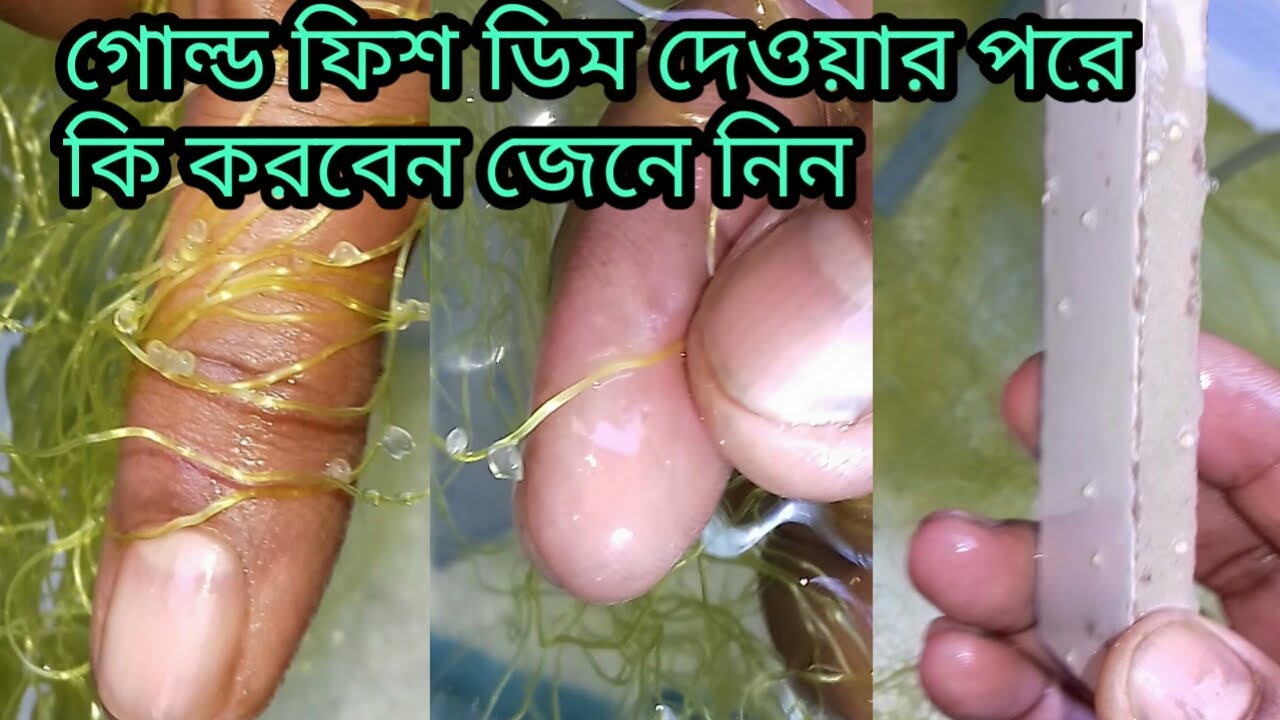 গোল্ড ফিশ ডিম দেওয়ার পরে কি করবেন ?/Gold fish egg hatching