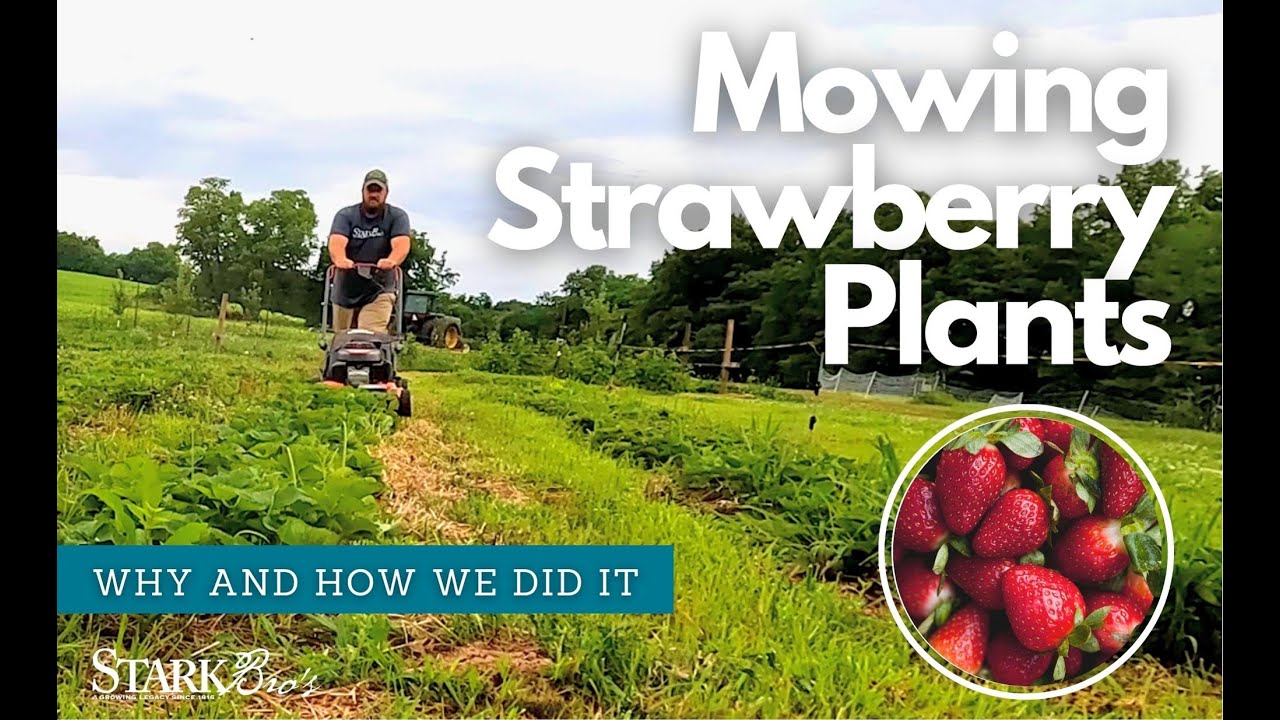Pruning Strawberries by Mowing - Renovating our Strawberry Patch