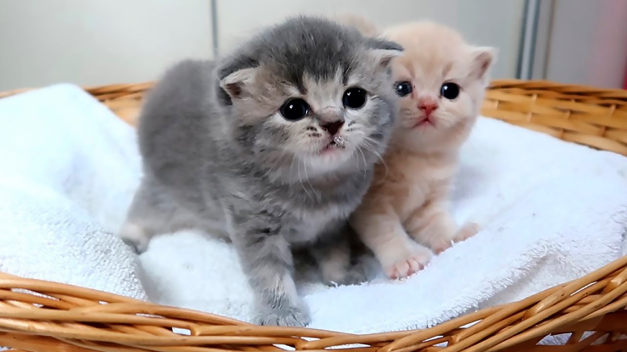 When Hungry Kittens Drink Too Fast… You Get Milk Mustaches 😅💗 Subtitles