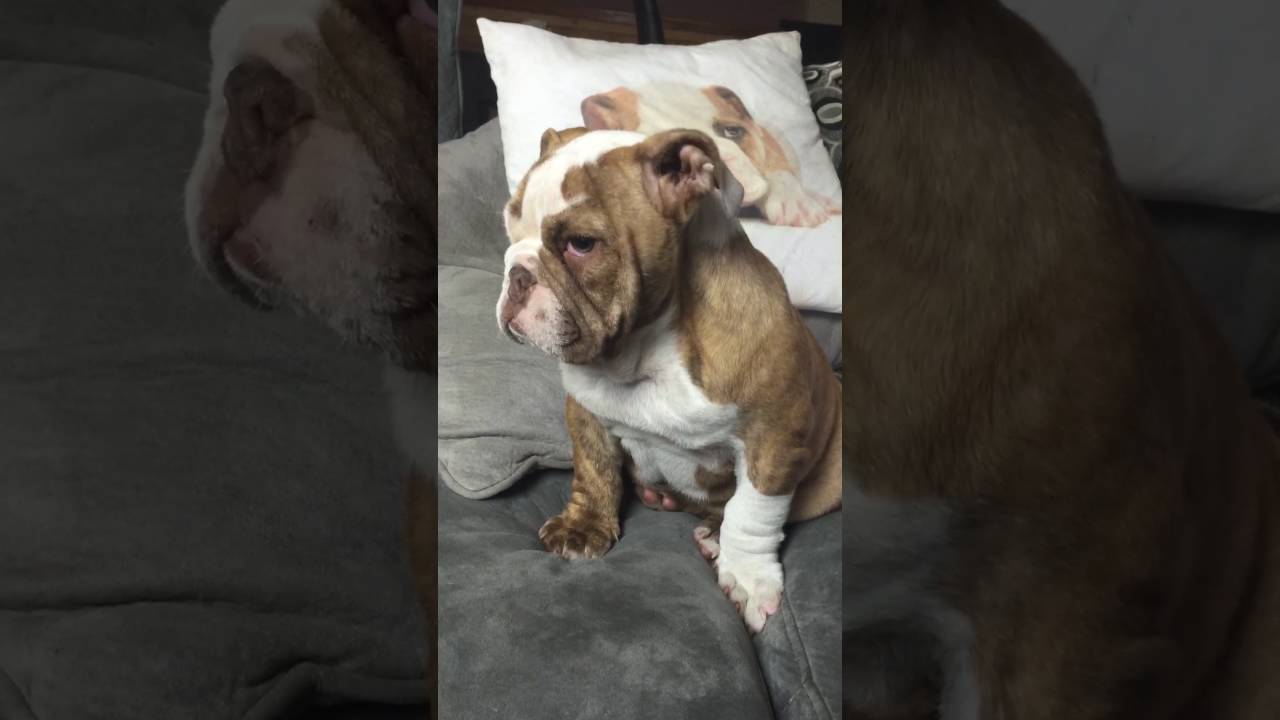 Chocolate British bulldog