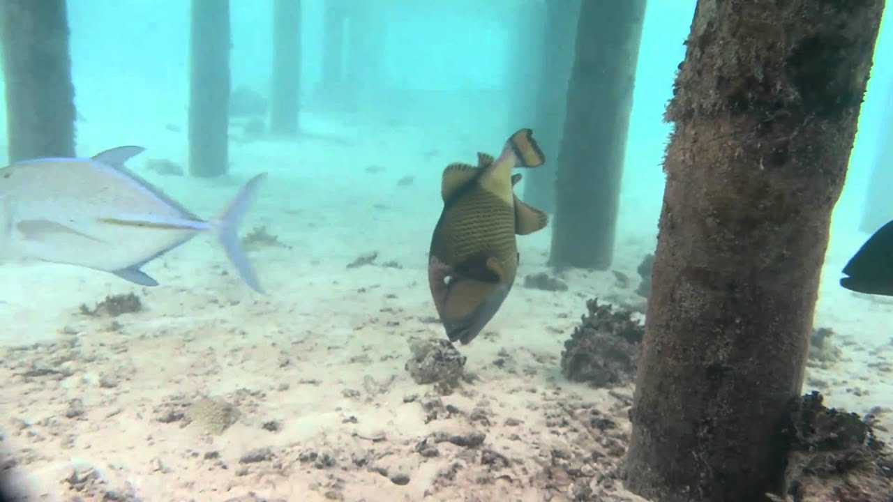 Harriet and Marko snorkeling in the Maldives, Meeru