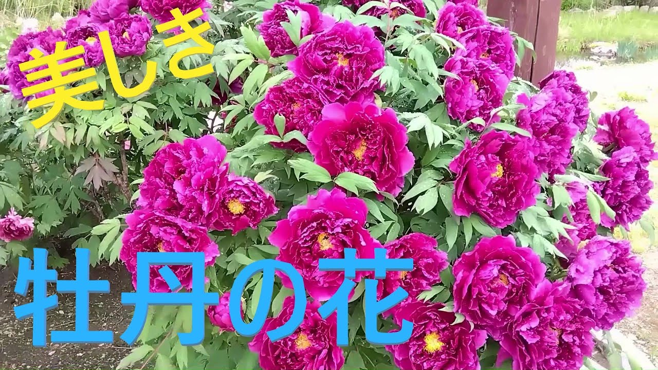 【牡丹の花】春のボタン園～Beautiful japanese peony flowers～