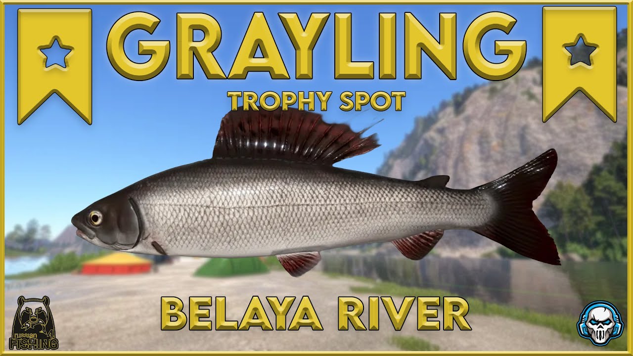 GRAYLING TROPHY SPOT! BELAYA RIVER - Russian Fishing 4 #rf4 #русскаярыбалк