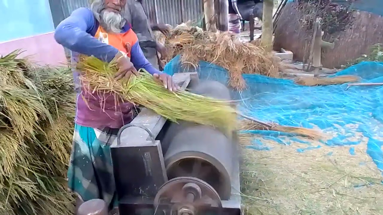 ২০২৫ মানিকগঞ্জ সাটুরিয়া বাগবাড়ী শিমুলিয়া গ্রামে ভাদ্র মাসের ধান কাটা দেখুন 