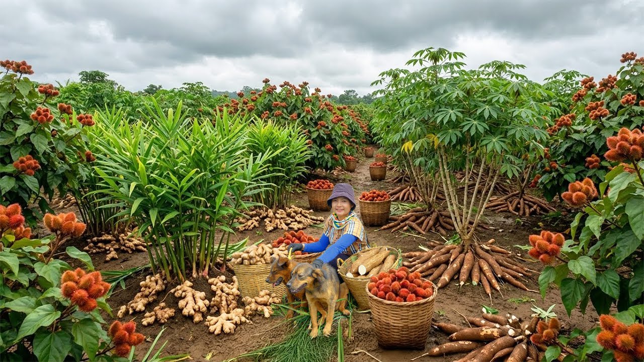 Relax With Harvest: Ginger, Curry, Cassava, Sunflowers, Catching Fish, Lettuce, Rose, Snails...