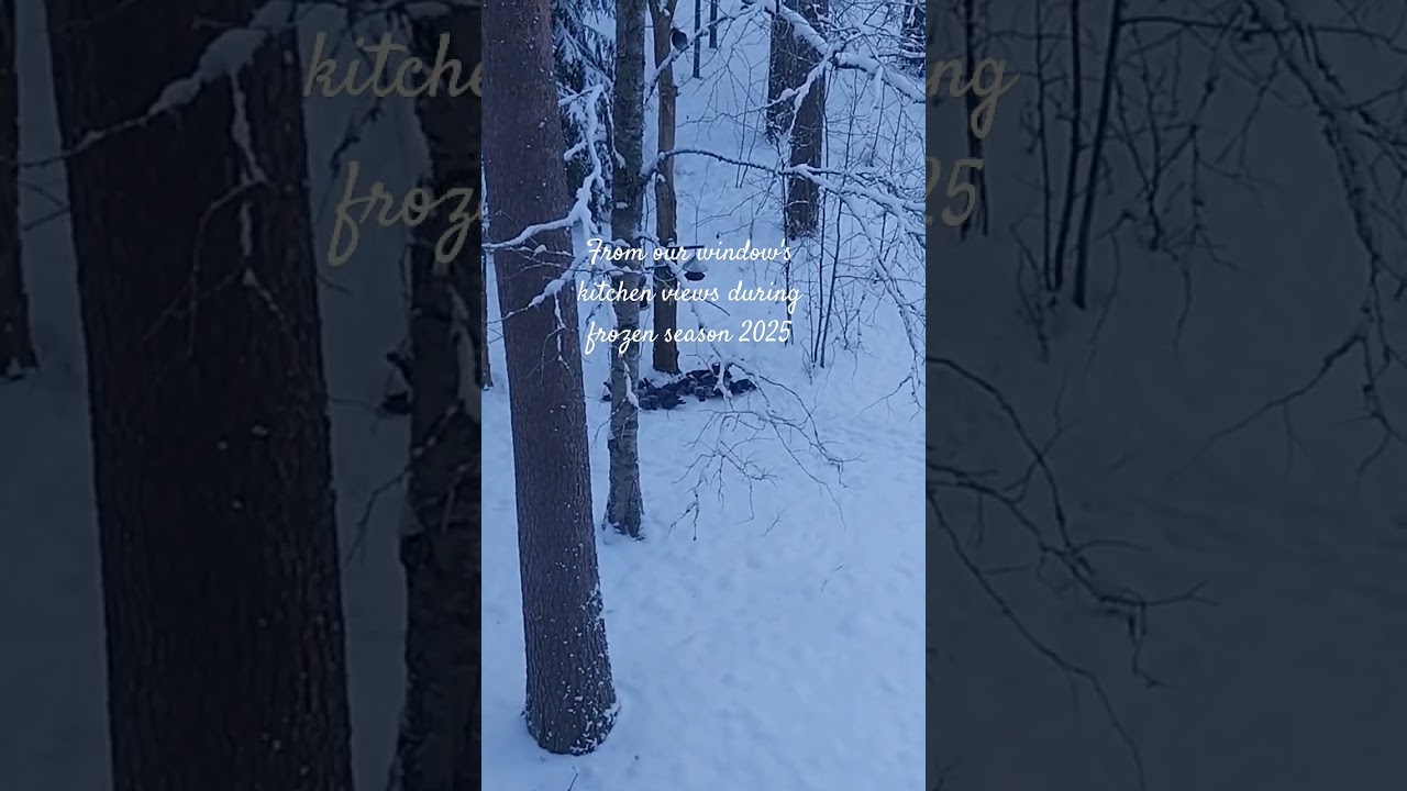 Doves & squirrel breakfast moment happy to watching from our kitchen window's views#winter25#finland