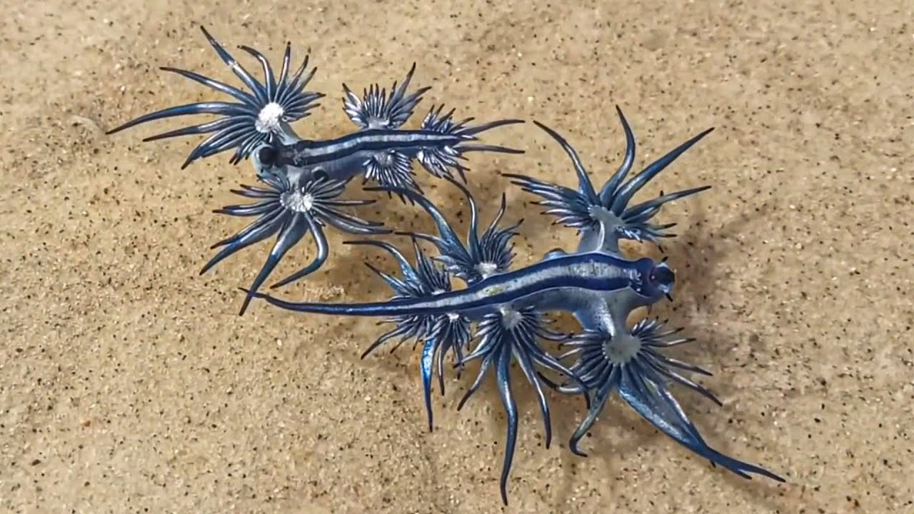 Top 15 Most Beautiful Animals