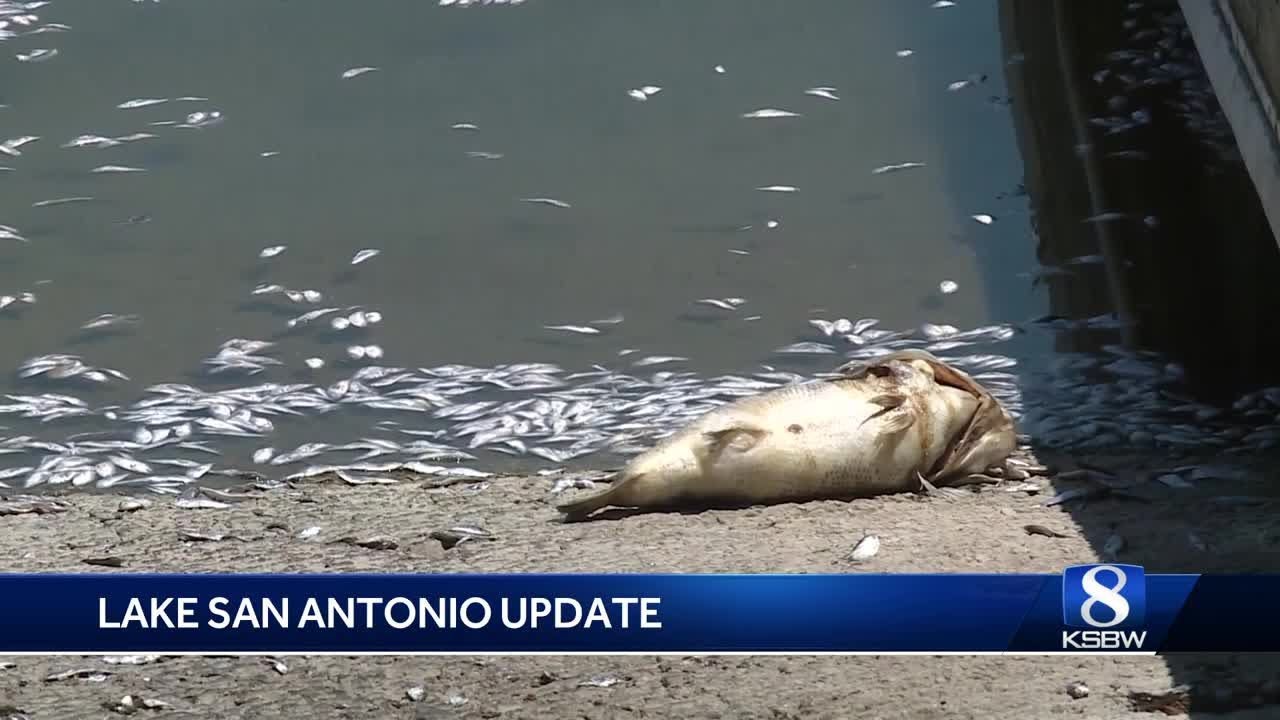 Lake San Antonio remains closed after large-scale fish die-off