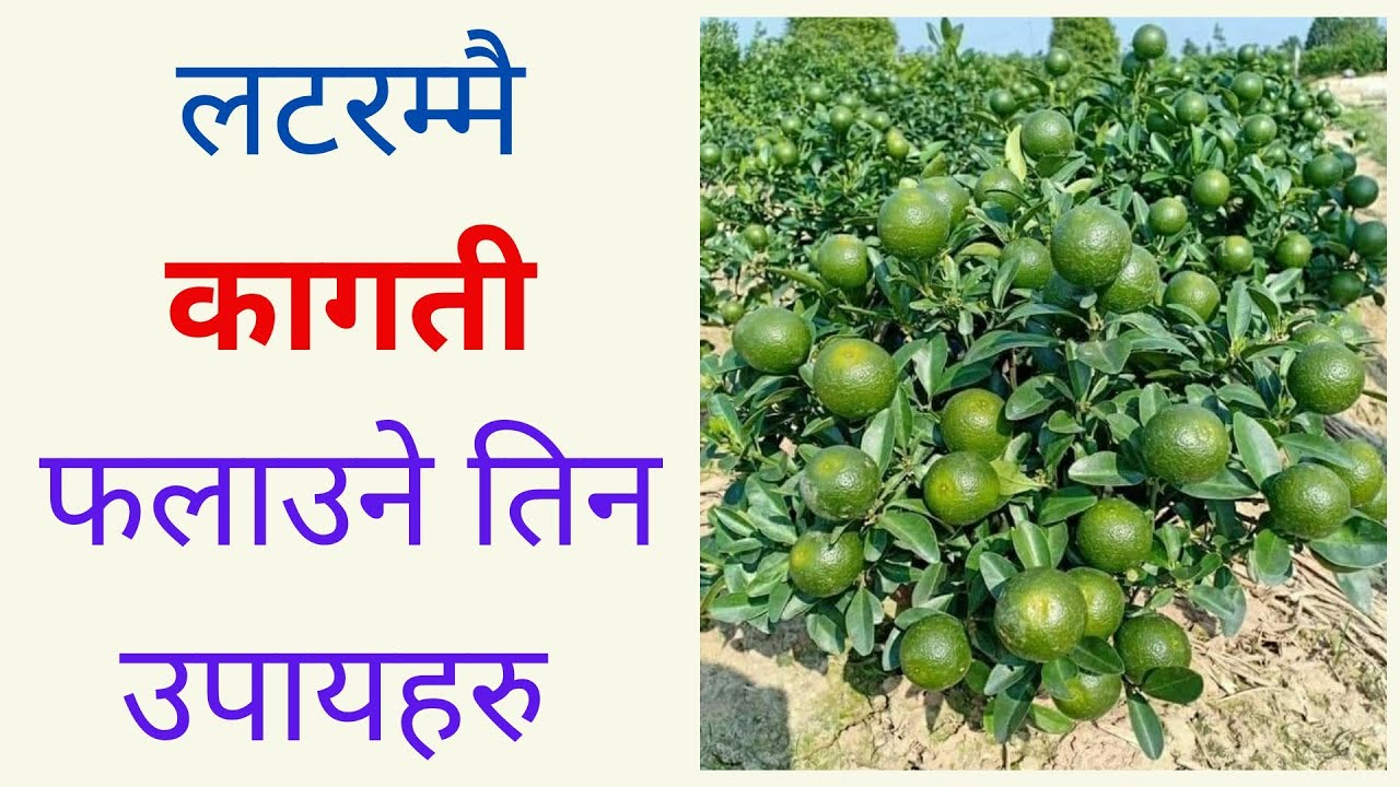 3 Tricks to grow lots of lemon   I Kisanpedia I