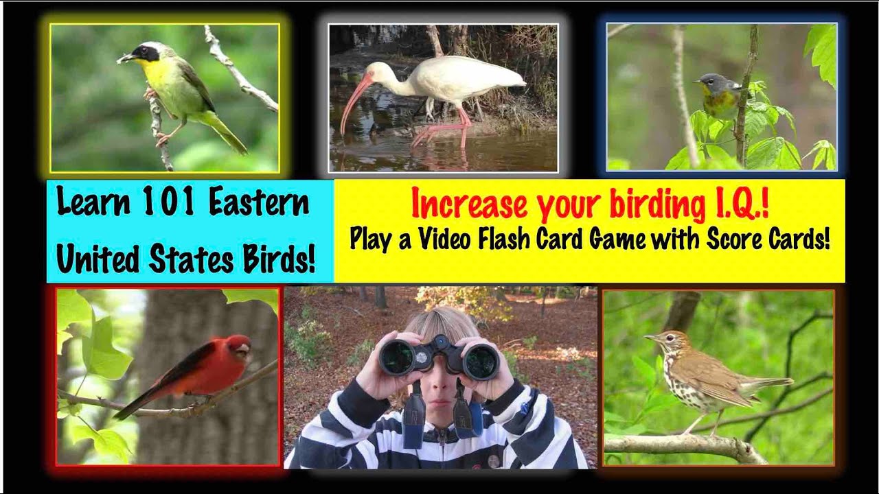 101 Eastern USA Bird Quiz with scorecard to print!  Increase your birding I.Q.!