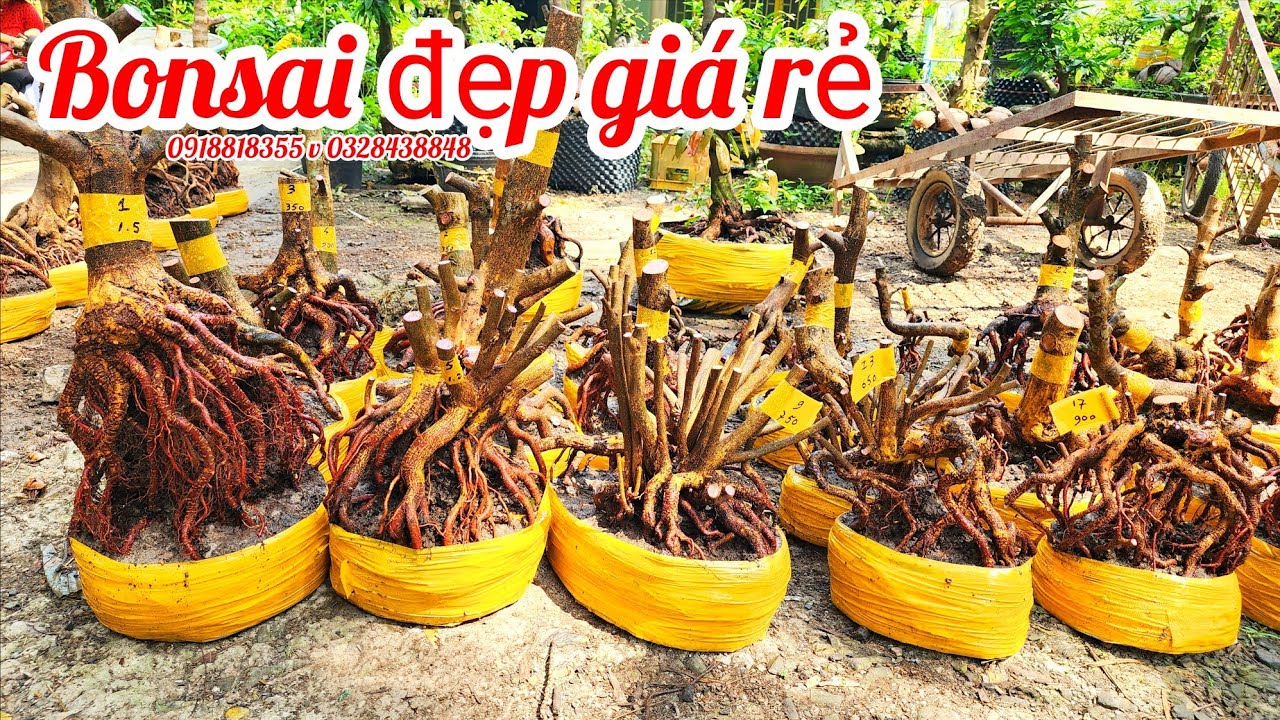 20/3 a Nên 0918818355 v 0328438848 phôi mai bonsai đế đẹp giá rẻ|MaivàngThanhTâm