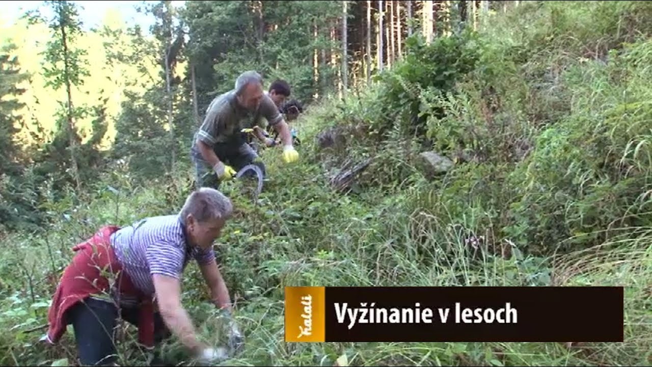 Vyžínanie v lesoch