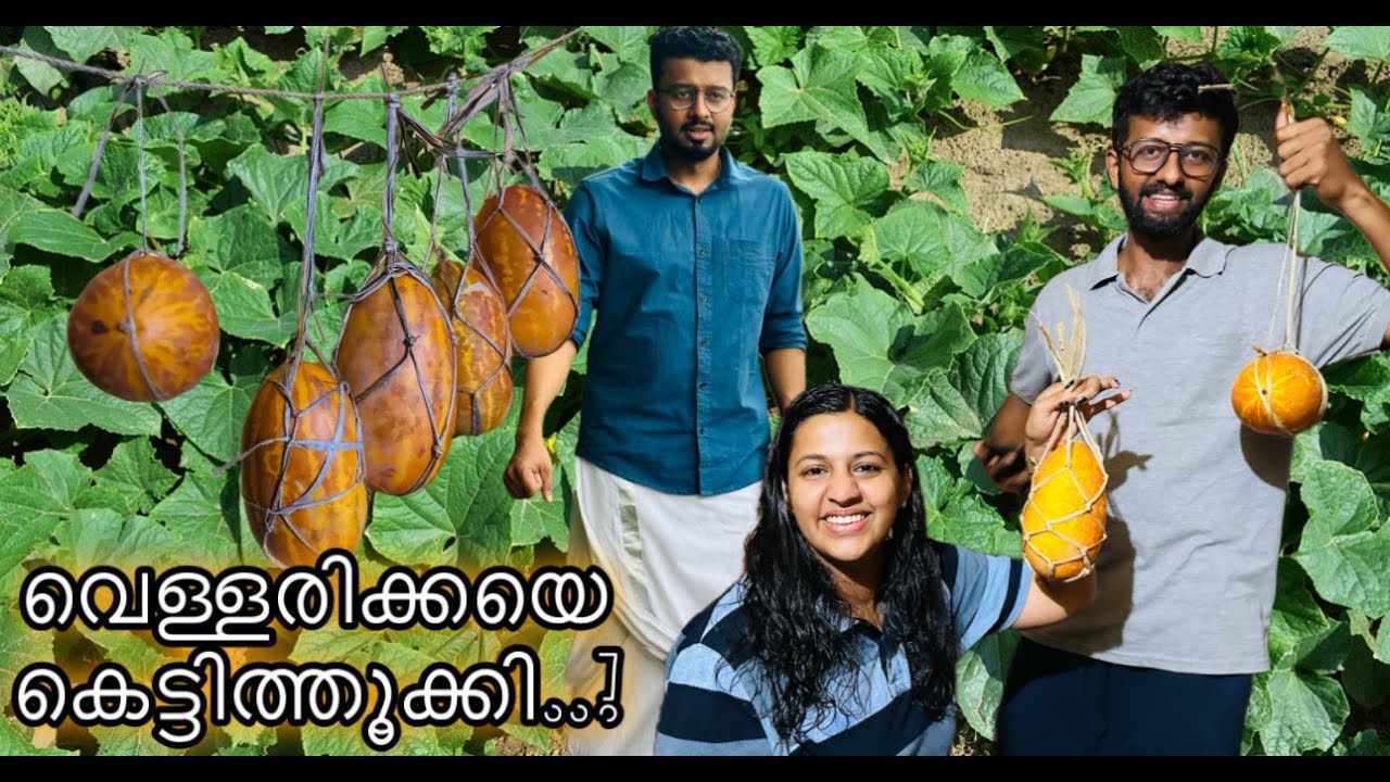 അവർ വെള്ളരിക്കയെ കെട്ടി തൂക്കി..! തളിപ്പറമ്പിൽ ചുമ്മാ ഒരു കറക്കം.. Village Vlogs | RJ Sooraj Kannur