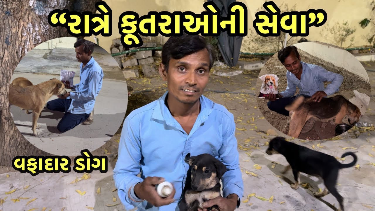 “રાત્રે કૂતરાઓને ભોજન આપવું: સેવા, પ્રેમ અને દયાની કહાણી | Night Dog Feeding Service”