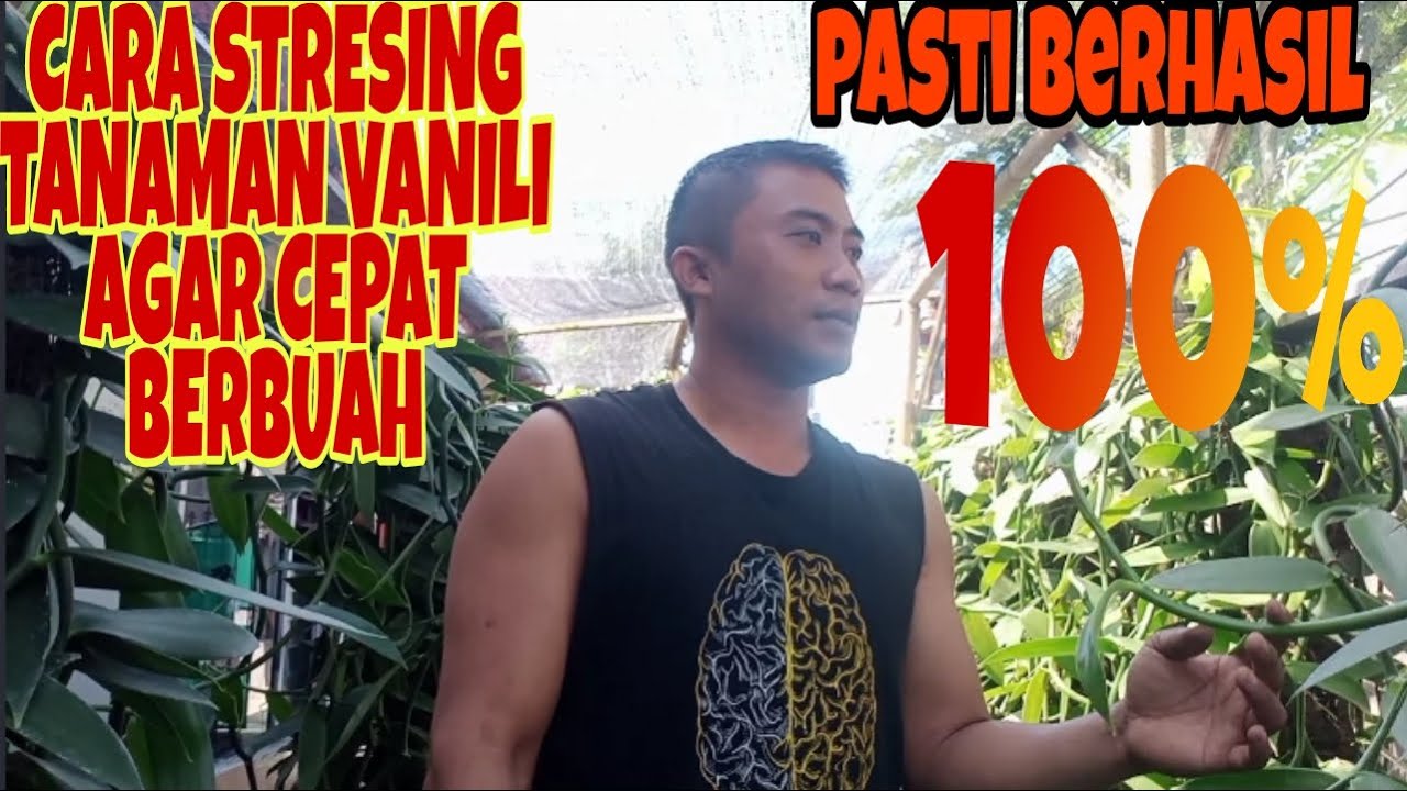 Cara stresing vanili agar cepat berbuah