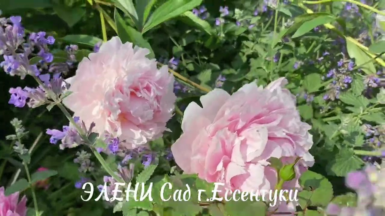 Летнее утро 🌺 ⛲️