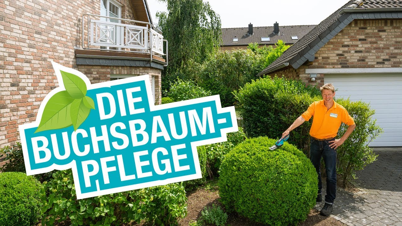 Die Buchsbaumpflege: Tipps für den Schnitt und die perfekte Form