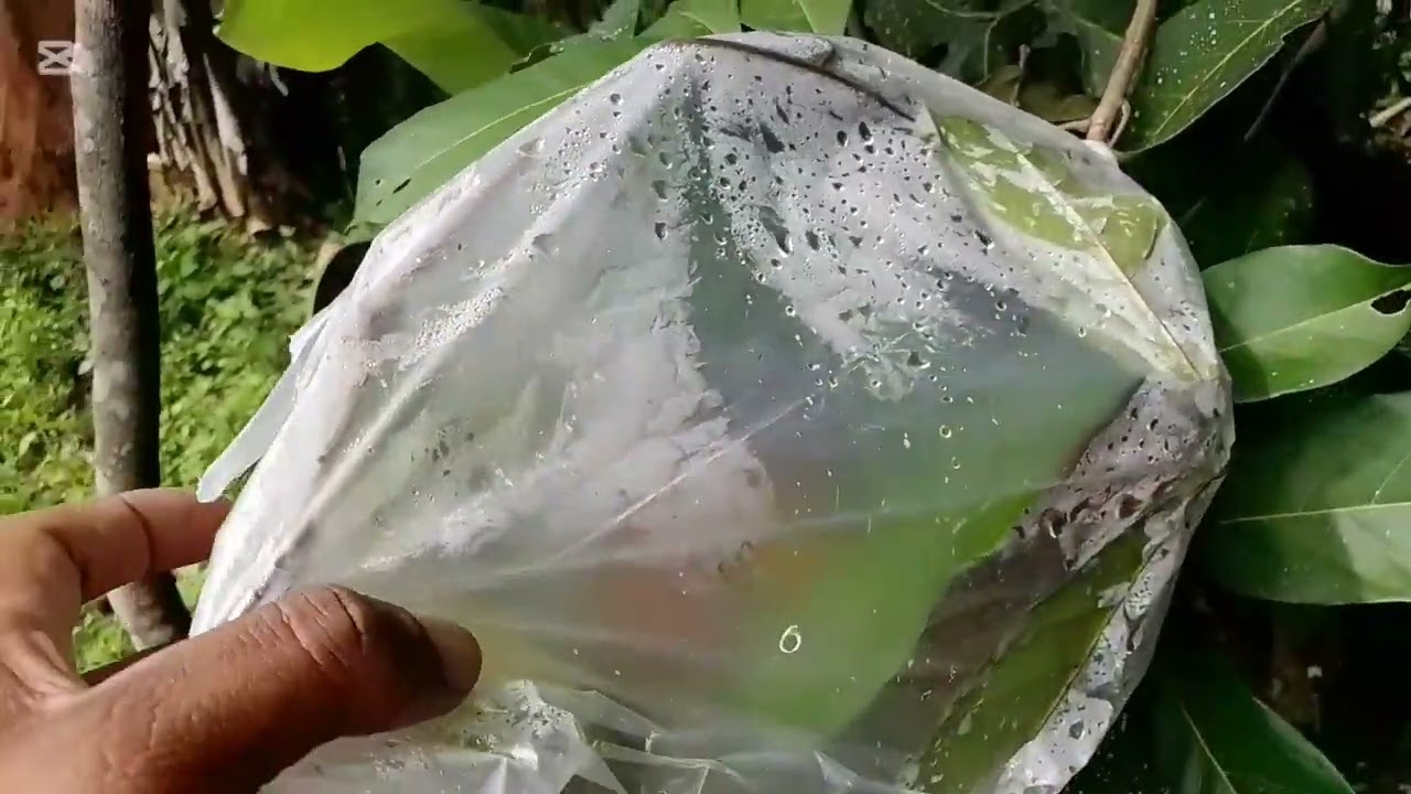  රඹුටන් වගාව සතුන්ගෙන් ආරක්ෂා කර ගැනීමේ නව ක්‍රමවේද