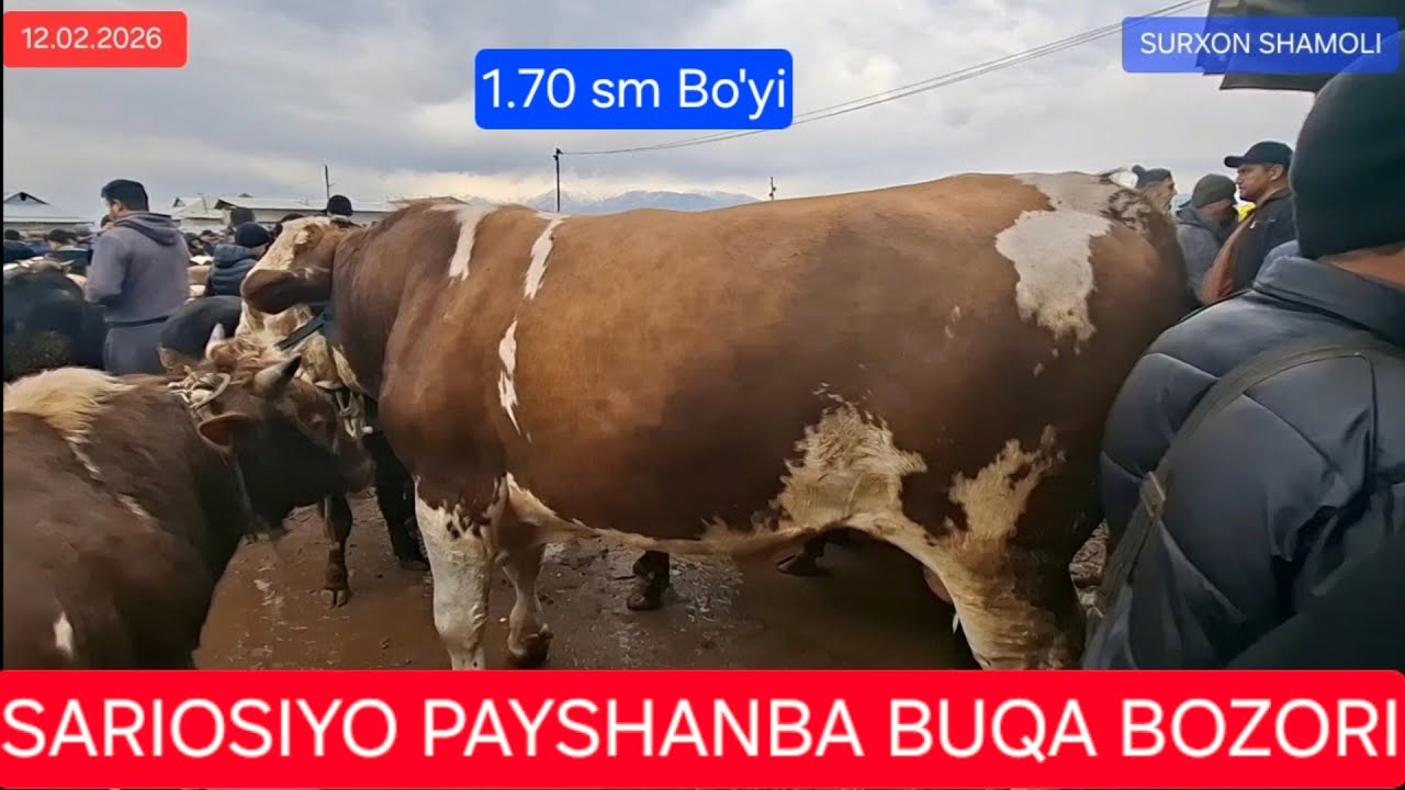 12.02.2026 SARIOSIYO PAYSHANBA BUQA BOZORI 