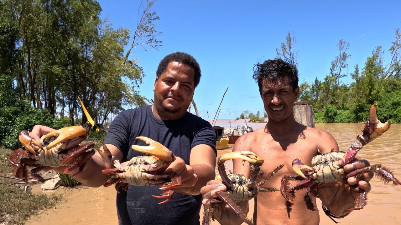 CRAB SEASON CATCHING BIG MUD CRAB IN GUYANA.