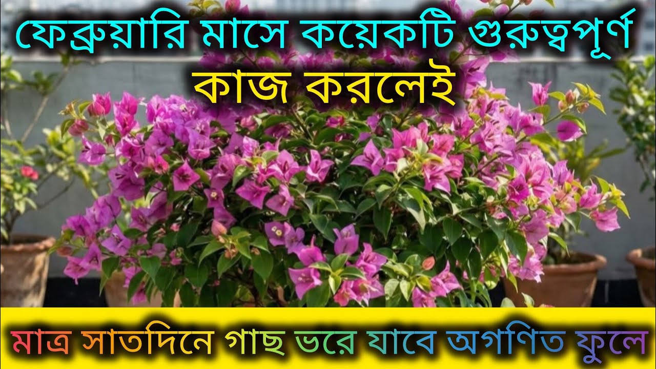 ফেব্রুয়ারি মাসে বুগেনভেলিয়া গাছের পরিচর্যা/Bougainvillea plant care in February month/Organic care.