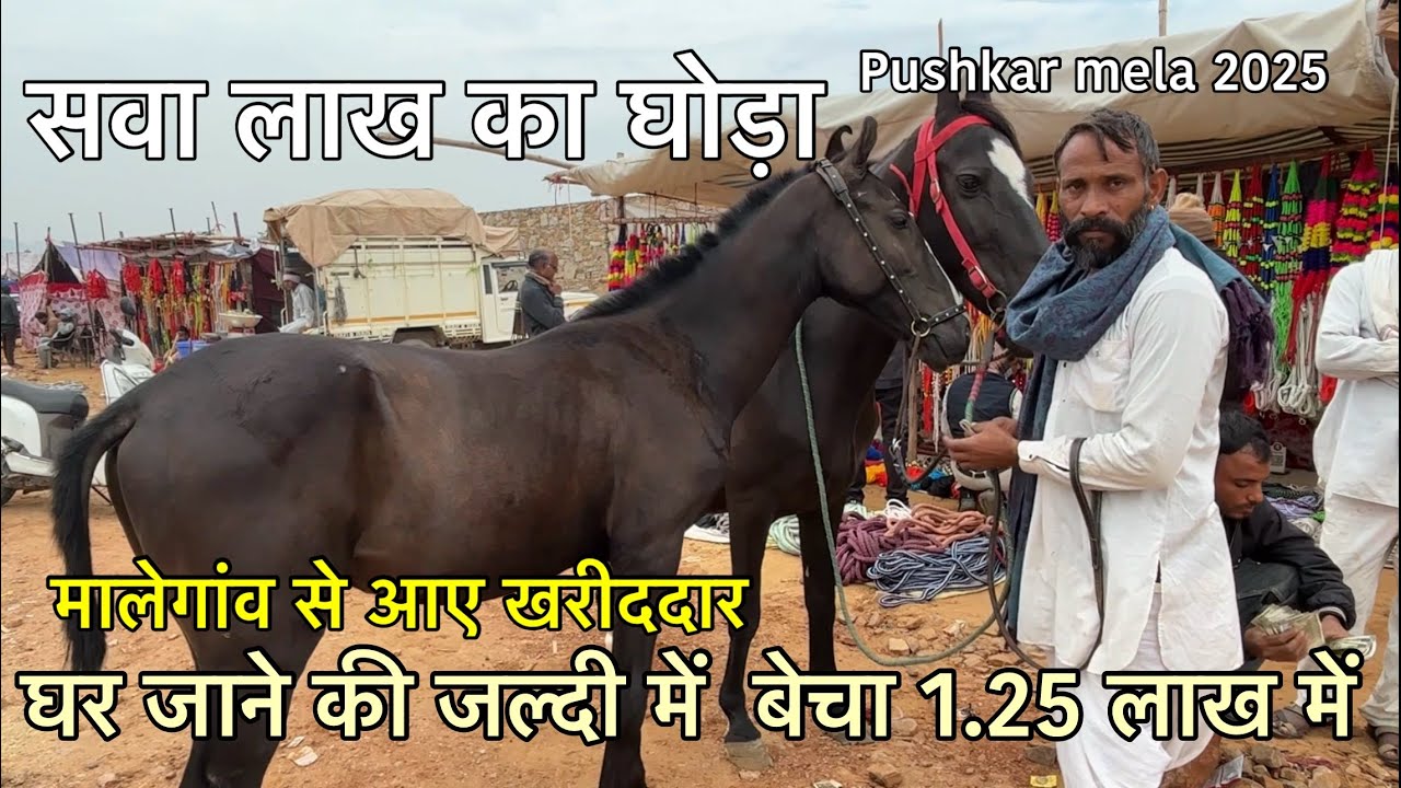 खरीददारी के एक्सपर्ट ने खरीदा 3.5 लाख का घोड़ा 1.25 लाख में | pushkar pashu mela 2025 live