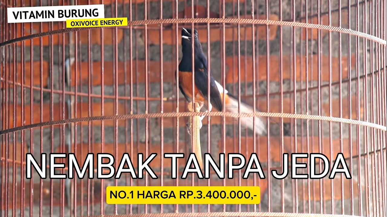 oxivoice bikin murai bongkar isian nembak❗
