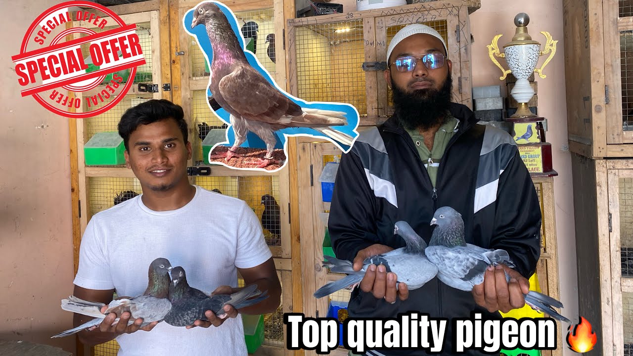 Old line  pigeon for sale in Bangalore 2025😱❤️‍🔥/👉 93536 58811