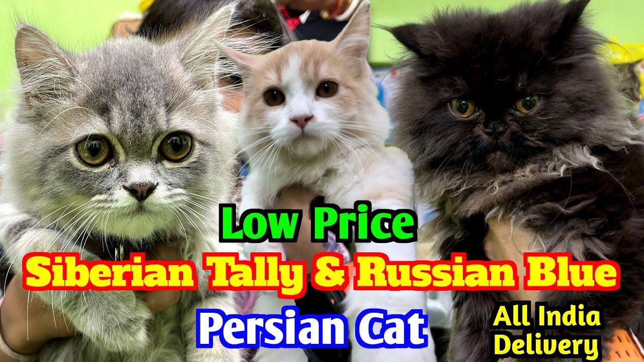 Russian Blue Persian Cat Price in India. Persian Cat Market Kolkata. Kolkata Cat Market.
