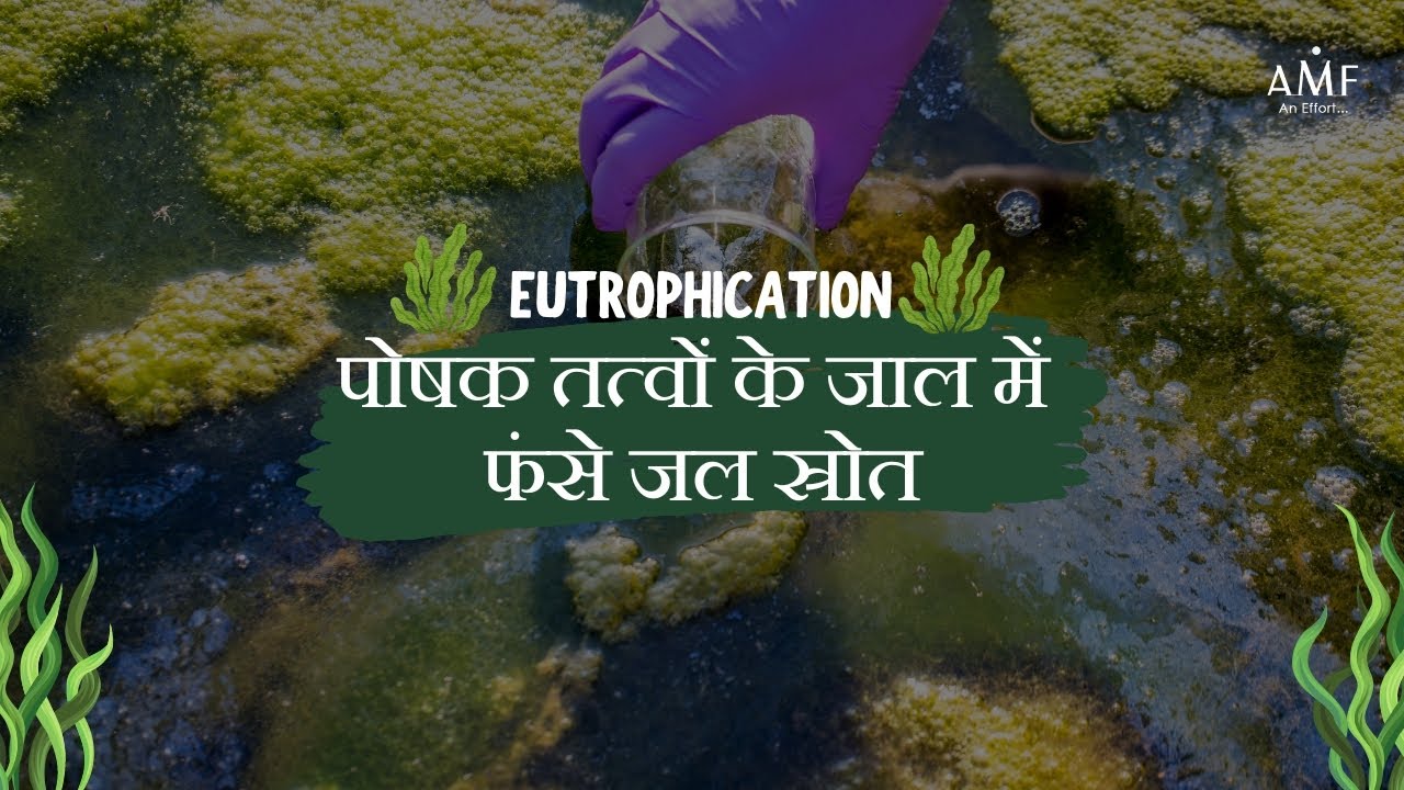 || Eutrophication: Excessive nutrients in water leading to algal blooms and oxygen depletion ||