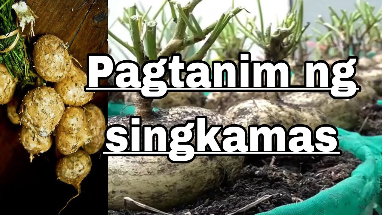 Paano Magtanim ng singkamas