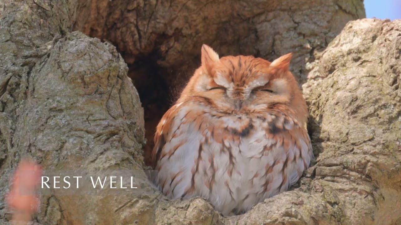 Sleepy Red Morph Screech Owl Basking in the Morning Sun