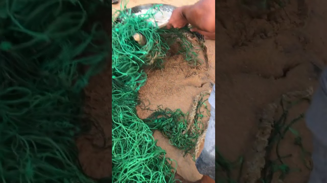 Released 2 sea turtles stuck on the fishing nets and 2 of them take to turtle farm for medical.