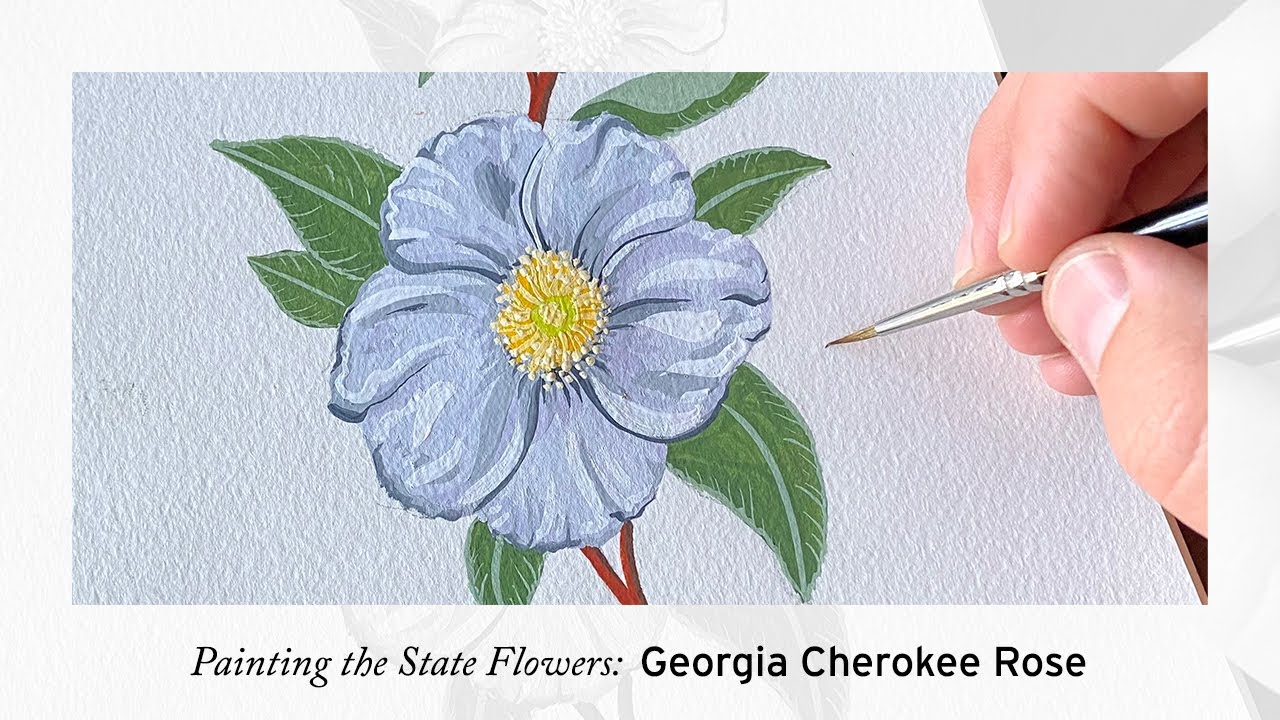 Painting the Georgia Cherokee Rose State Flower